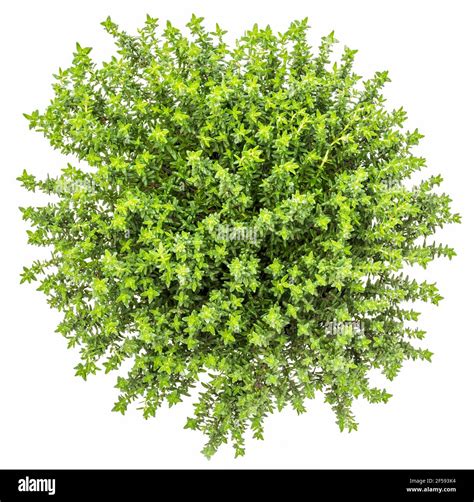 Fresh And Raw Thyme Plant Thymus Vulgaris Flower Pot Isolated On