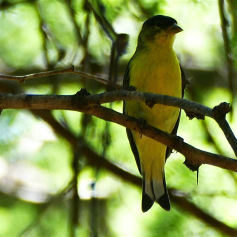 Lesser Goldfinch From The Paton Center For Hummingbirds Patagonia Az