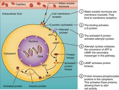 Protein Based Hormone Pathway At Emilie McCreary Blog