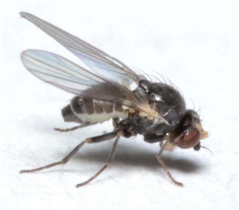 Fly Blotch Miner Of Aquilegia Vulgaris Phytomyza BugGuide Net