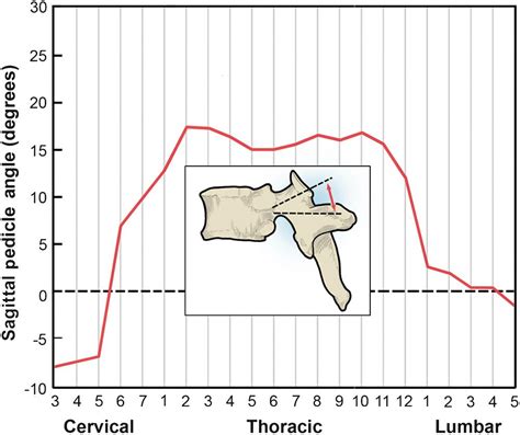 Functional Anatomy Of The Spine Clinical Tree