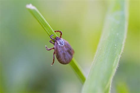 Tick & Mosquito Services - Harrington's Organic Land Care