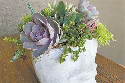 Eye Catching Succulents Make Container Gardens Easy Greenville Journal