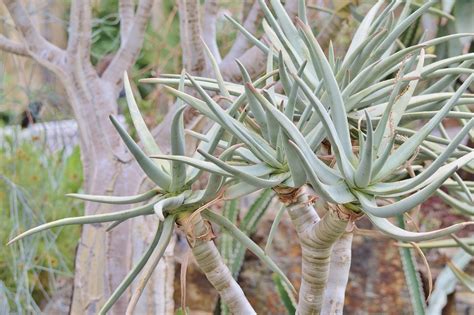 Agave Kaktus Sukkulente Kostenloses Foto Auf Pixabay