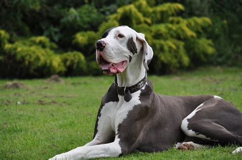 10 Fascinating Great Dane Facts Origin Appearance And More Pangovet