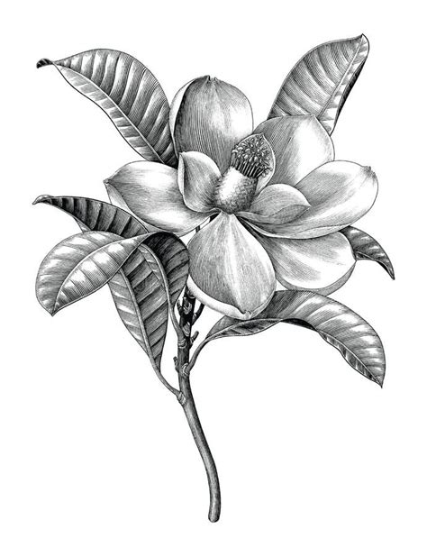 Magnolia Flower Drawing Illustration. Black And White With Line Art ...