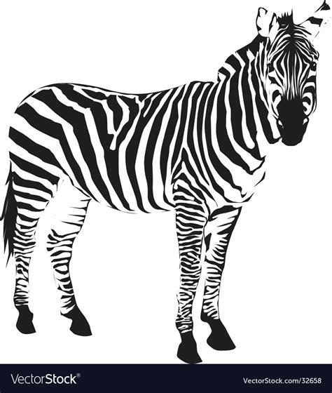 Zebra Royalty Free Vector Image Vectorstock