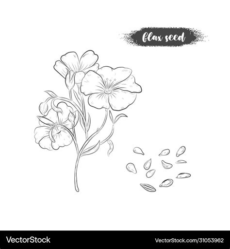 Flax Seeds And Blooming Plant Royalty Free Vector Image