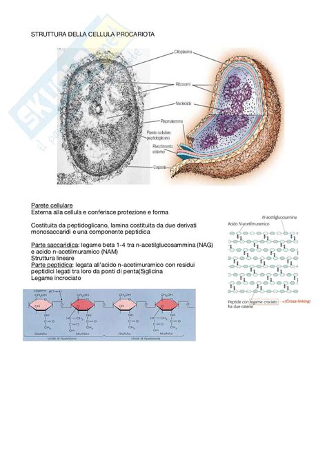 Riassunto Esame Biologia Prof Modesti Alessandra Libro Consigliato