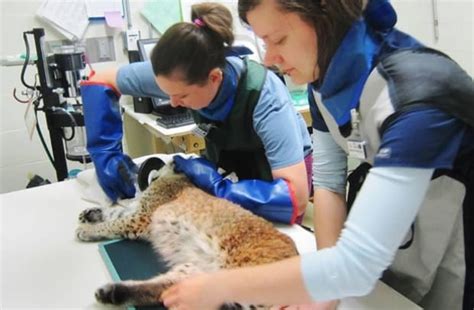 Bobcat rescued, treated for injuries after being hit by car - Bring Me ...