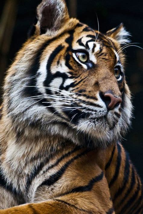 stimulife | Animals beautiful, Wild cats, Beautiful cats