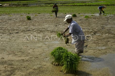 PRODUKSI BERAS NASIONAL PERIODE OKTOBER DESEMBER 2022 MENINGKAT