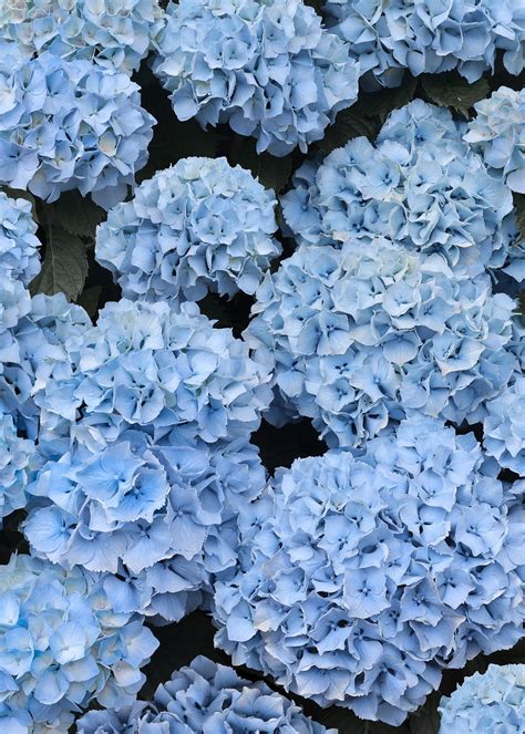 blue bon bons portrait   blue hydrangea flowers light blue
