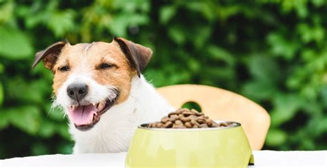 6 Dog Food Ingredients to Always Avoid (Vet's Key Advice)