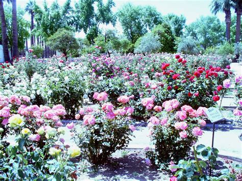 Sahuaro Ranch Park Glendale Az Beautiful Rose Garden Set An Appointment To See Garden