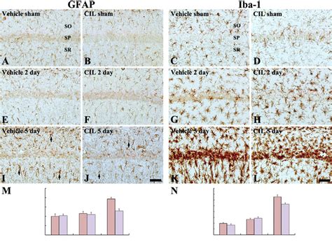 Gfap And Iba Immunoreactivities In The Ca Region Of The Vehicle Sham