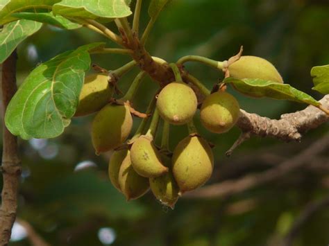 mahua tree mahua madhuca longifolia inaturalist