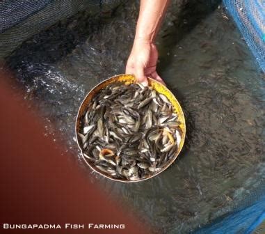 Jual Ikan Nilem Terapi