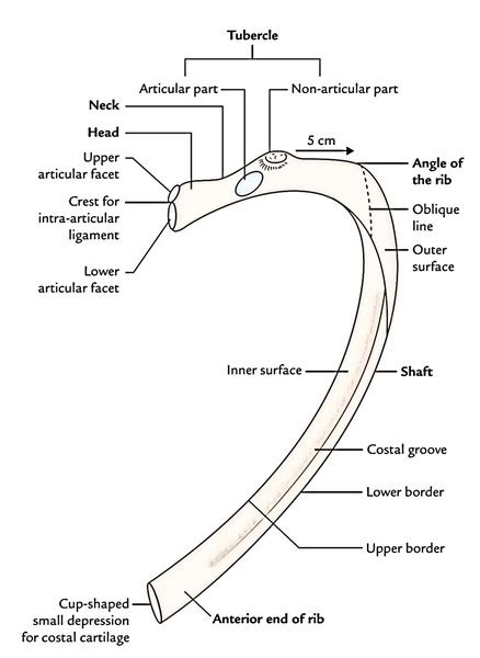 The Ribs Number Typical Atypical Ribs Ossification And Clinical