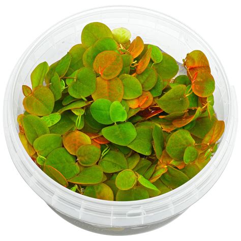 Phyllanthus fluitans | Aquasabi - Aquascaping Shop