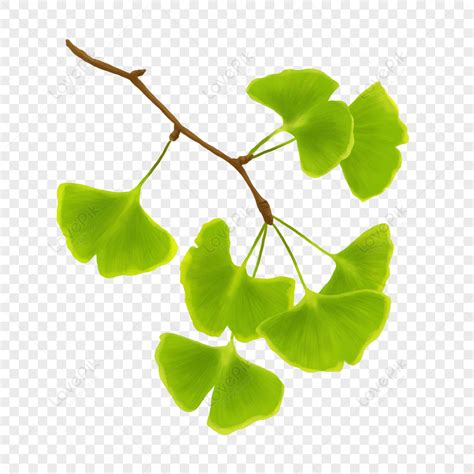 Ginkgo Biloba Png Im Genes Gratis Lovepik