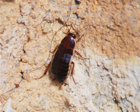 Loboptera Decipiens Loboptera Decipiens Le Loboptère Fuya… Flickr