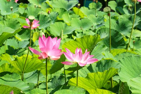 高清圖庫素材 高清大圖 鮮花 陽光背景圖片和桌布免費下載