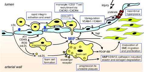 Macrophage Migration Inhibitory Factor In Cardiovascular Disease