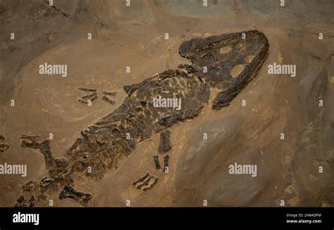 Fossil Amphibian Sclerocephalus Hauseri Permian Germany Stock Photo