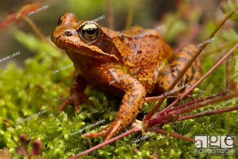 Nature, Animal, Frog, Common frog, Grass Frog, Amphibia, Rana temporaria, Switzerland, Stock ...