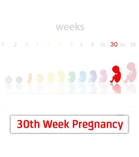 30 Weeks Pregnant: Baby Development, Symptoms And Tips