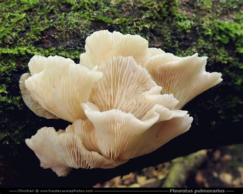 Pleurote Pulmonaire Pleurotus Pulmonarius Champignon Comestible