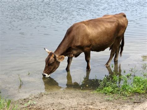 IGSU Aproape 50 de animale salvate de salvatori și pompieri de la