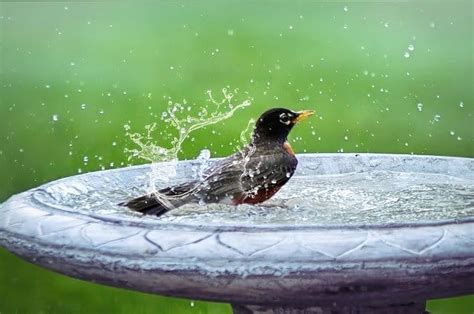 19 Bird Bath Fountain Ideas | Happy DIY Home