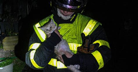 une vingtaine de chats sont sauvés par les pompiers