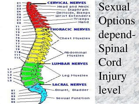 Ppt Sexuality And Spinal Cord Injury Powerpoint Presentation Free Download Id 258393