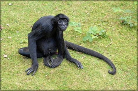 Black Spider Monkey Facts, Habitat, Diet, Life Cycle, Baby, Pictures