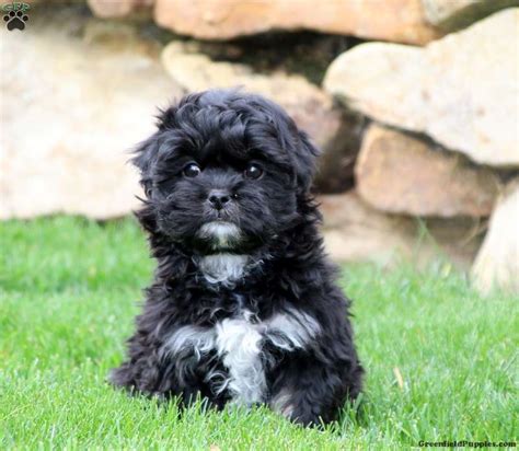Schwarzer Shih Tzu Mix Are There Black Shih Tzus Out Here Hello