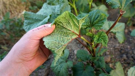 Premium Photo Aphid On Okra Plant Lice On The Leaves Of Okra Plant