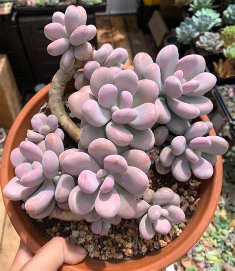 Graptopetalum Amethystinum Guía de Cuidados y Reproducción