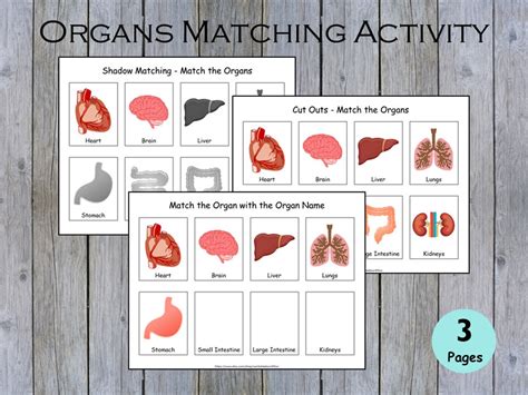 Human Organs Matching Activity For Preschoolers Kindergarten Etsy