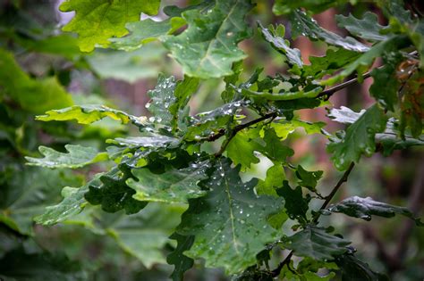 Oak Leaves Forest Plants Botany Free Stock Photo Public Domain