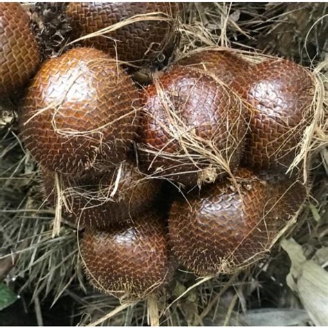 Jual Salak Pondoh Berat Kg Pengiriman Medan Shopee Indonesia