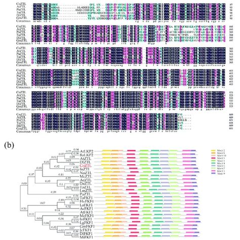 Multiple Sequence Alignment And Phylogenetic Tree Notes A Multiple