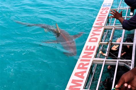 Exp Rience De Plong E En Cage Avec Les Requins Hermanus Hellotickets