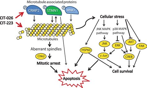 Frontiers Indolyl Chalcone Derivatives Trigger Apoptosis In Cisplatin