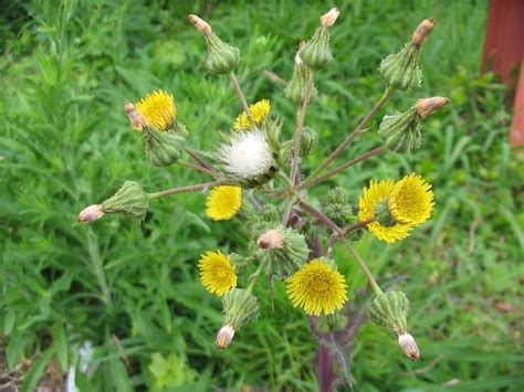 Sonchus oleraceus - Alchetron, The Free Social Encyclopedia