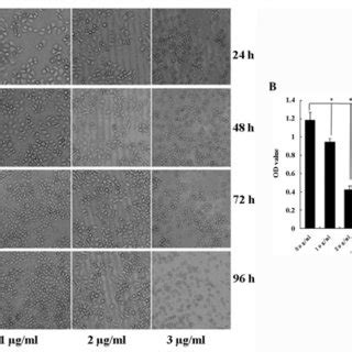 Hmgn Protein Inhibits Cell Growth And Colony Formation Ability Of