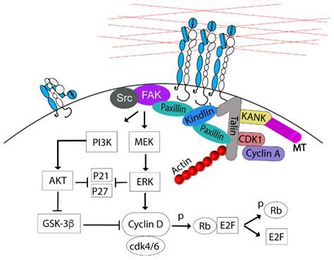 Cells Free Full Text Cell Cycle Regulation By Integrin Mediated