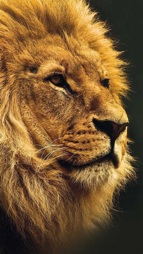 Lion Iphone Wallpapers Top Free Lion Iphone Backgrounds Wallpaperaccess